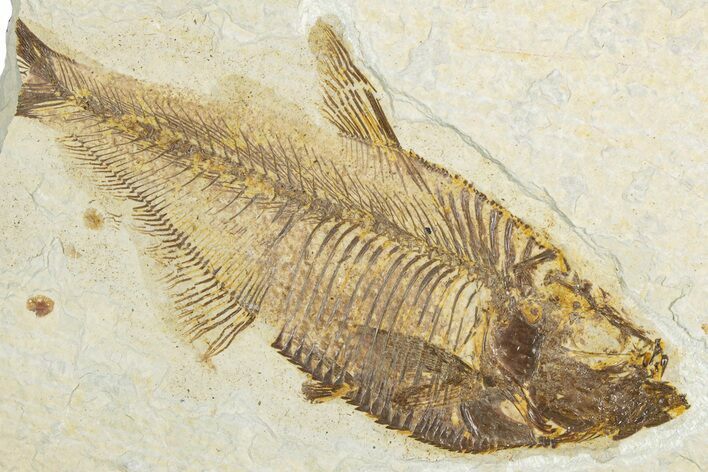 Bargain, Fossil Fish (Diplomystus) - Wyoming #345508
